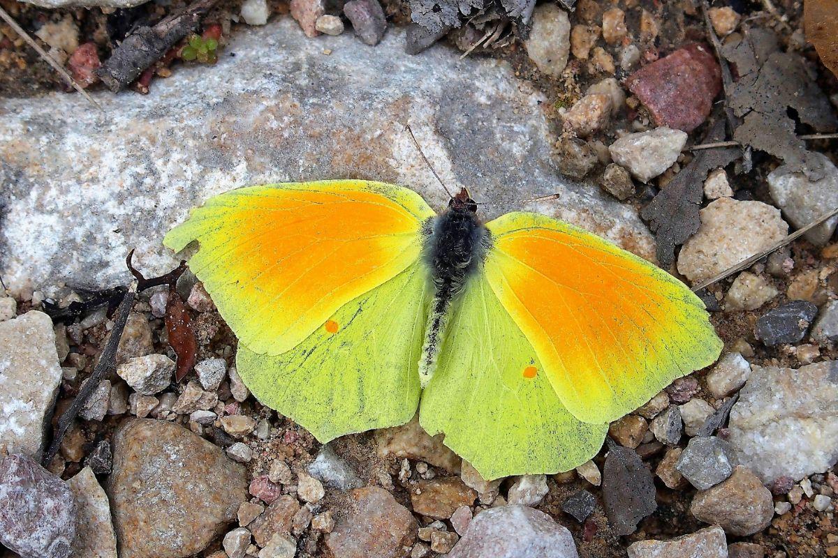 Papillon jaune orange