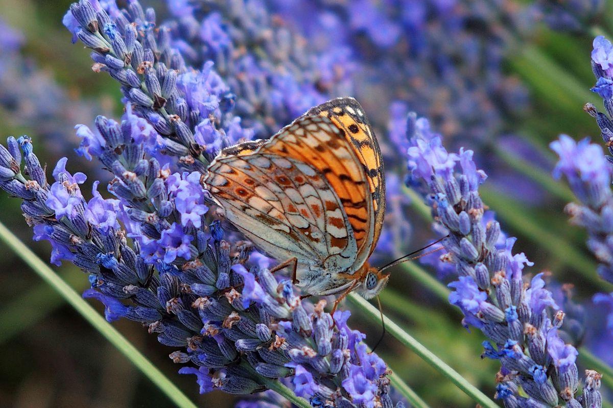 Papillon sur lavande